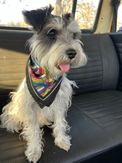 Pocket Pride Bandana